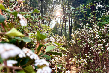 花期不等人，我們從未錯過～
